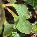 Ranunculus glacialis Blad