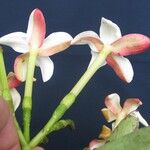 Cosmibuena grandiflora Blomst
