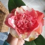 Camellia sasanquaКвітка