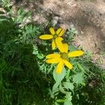 Coreopsis majorКветка