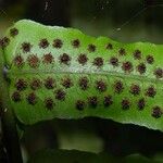 Cyclopeltis semicordata Hoja