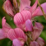 Onobrychis supina Flower