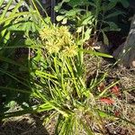 Cyperus eragrostisᱥᱟᱠᱟᱢ