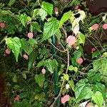 Abutilon megapotamicum Hoja