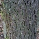 Alnus glutinosa Ŝelo