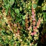 Rumex vesicarius Froito