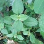 Dissotis rotundifolia Лист