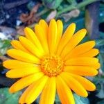 Calendula suffruticosa Квітка