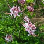 Rhododendron periclymenoides പുഷ്പം