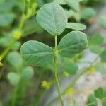 Trigonella stellata Leaf