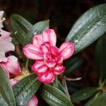 Rhododendron insigne Іншае