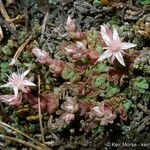 Sedum niveum Habitus