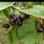 Ribes nigrum Fruit