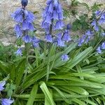 Brimeura amethystina Fula
