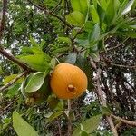 Eugenia pyriformis Fruit