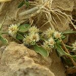 Alternanthera nodiflora Habitus
