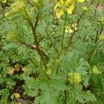 Erucaria hispanica Hoja