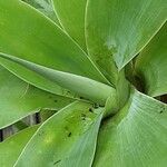 Agave attenuata Лист
