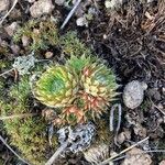 Orostachys spinosa Leaf