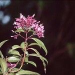 Fuchsia paniculata Kwiat