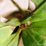 Psychotria microglossa Hábito