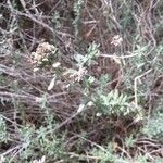 Teucrium dunense Hoja