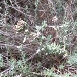 Teucrium dunense List