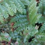 Polystichum aculeatum Blad