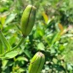 Lilium carniolicum Bloem