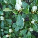 Rhododendron simsii Blad