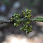 Monimia rotundifolia Цвят