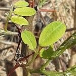 Robinia viscosa ഇല