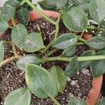 Peperomia serpensLeaf