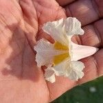 Tabebuia roseoalba Blomma