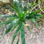 Dracaena angustifoliaLeaf