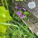 Campanula portenschlagiana অভ্যাস