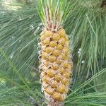 Pinus pinaster Flor