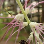 Bulbophyllum cocoinum Blomst