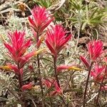 Castilleja linariifolia 花