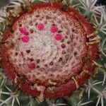 Melocactus matanzanus Květ