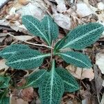 Goodyera pubescens Blatt