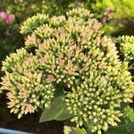 Sedum telephium Blomma