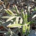 Gazania linearis Лист