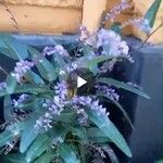 Hardenbergia violaceaЛист