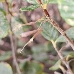 Cercocarpus montanus Frutto