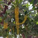 Lophanthera lactescens Flor