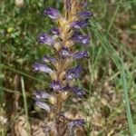 Orobanche lavandulacea Συνήθη χαρακτηριστικά