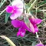 Lathyrus latifolius Flor