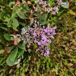 Limonium vulgareÇiçek