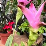 Curcuma aromatica Квітка